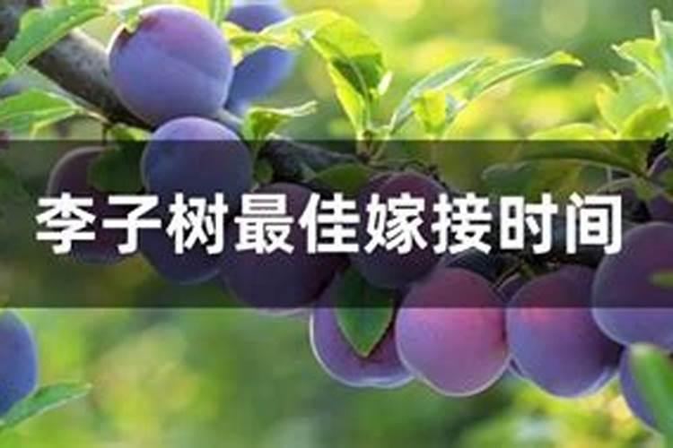 柑橘树什么季节施有机肥最适合