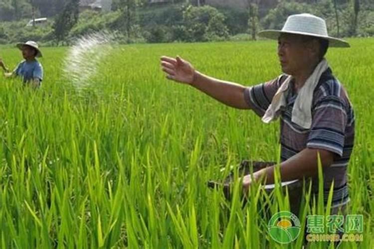 硼肥对红薯有什么作用 最佳使用时间