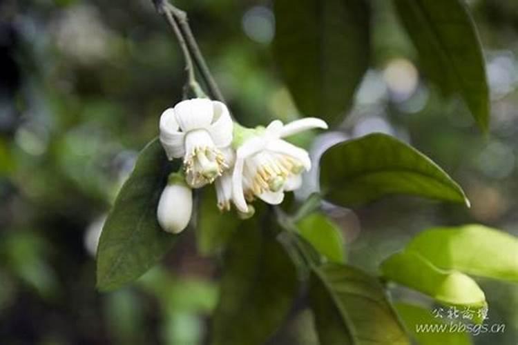 柿子怎么凉成柿子干