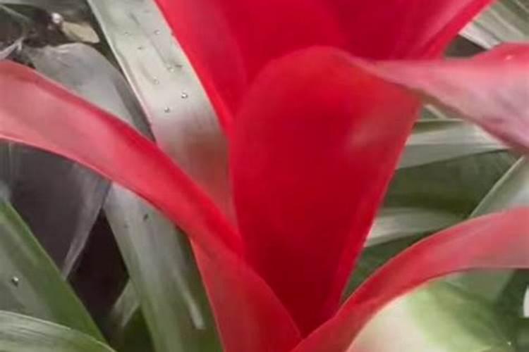 兰花的磷酸二氢钾使用方法