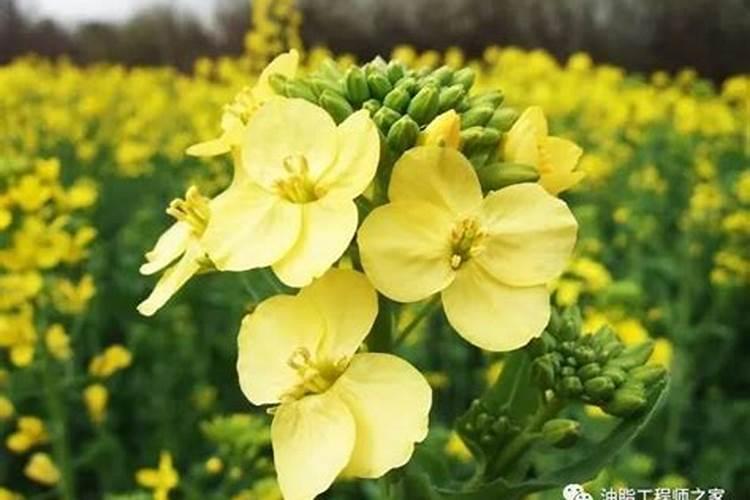 品高尚叶面肥功效使用方法功效使用方法