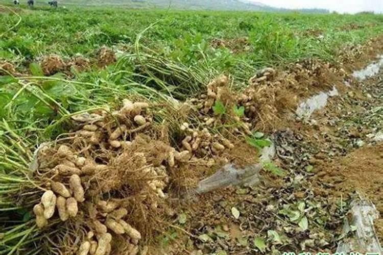 现在的花生能追肥吗