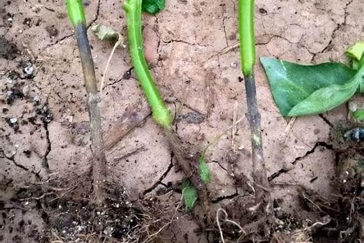 辣椒种植多久施肥不烧根