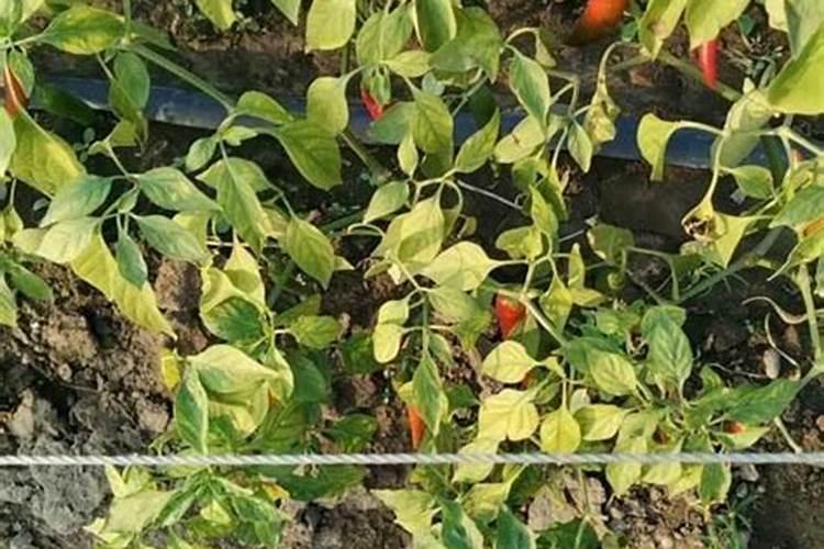 老师们肥料烧根了怎办？