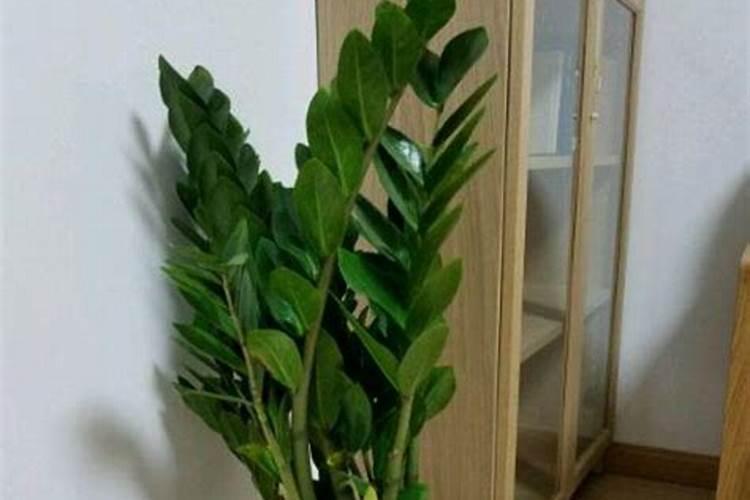 球兰花需要什么肥 该如何选择