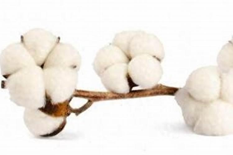 天狼月季适合两广过冬小知识