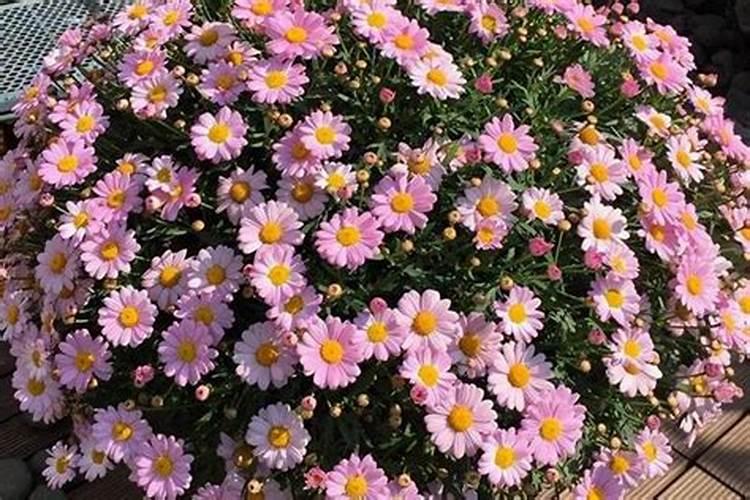 玛格丽特花苞很多就是不开花