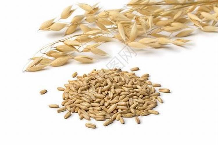 十大公认最好的花肥