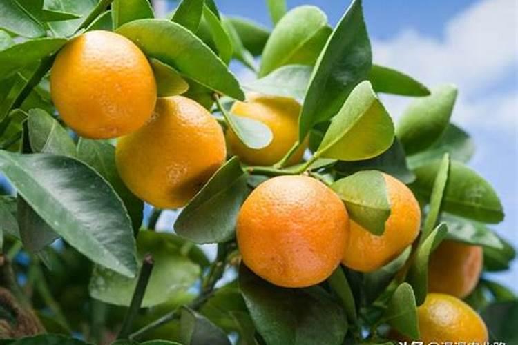 肥料磷肥的作用与功效