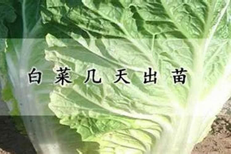 吃红糖番茄有什么作用