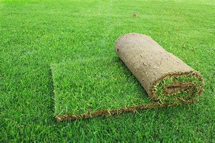 草皮用什么肥料比较好