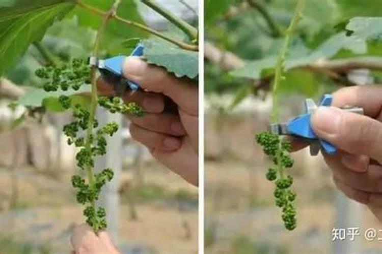 葡萄花穗期怎么管理