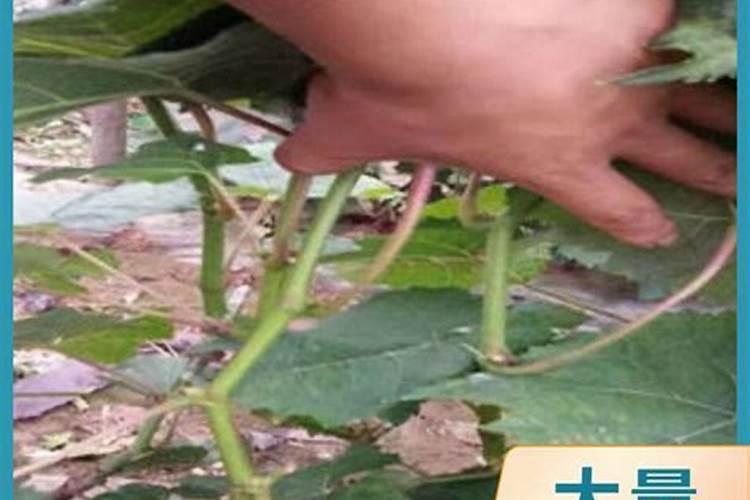 好点的葡萄叶面肥有哪些