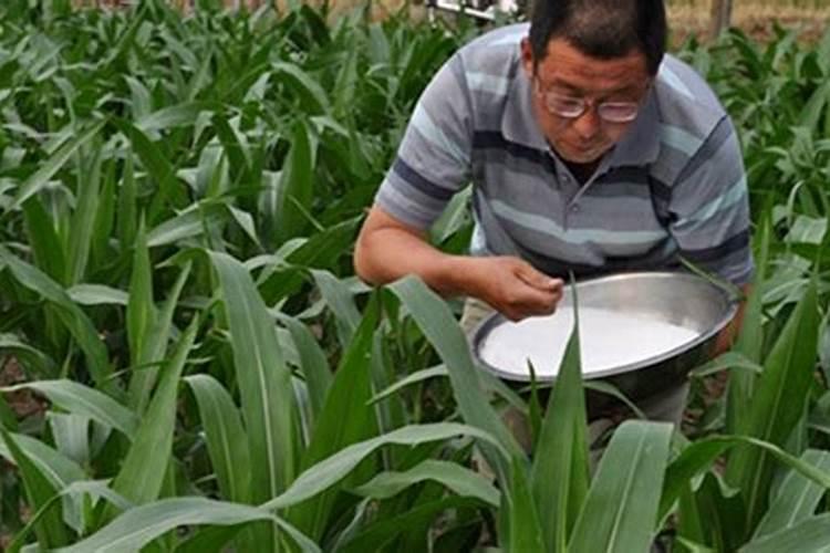 水溶肥的正确使用方法