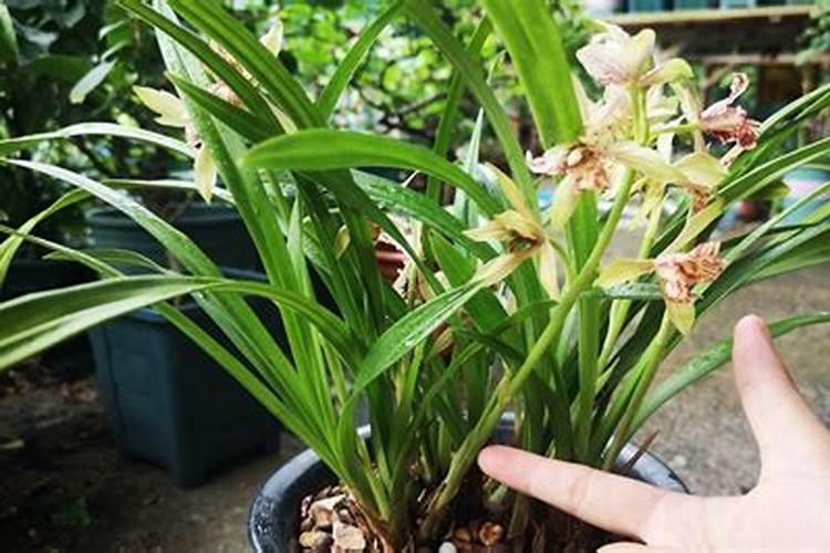 什么肥料对兰花发芽生根开花最好