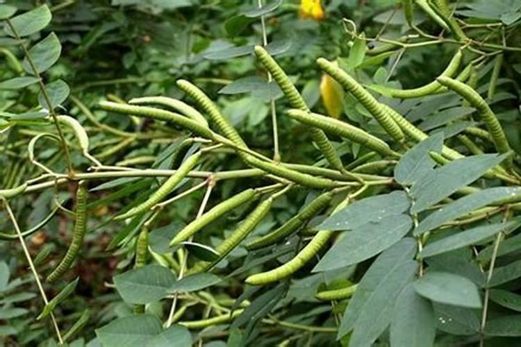 为什么豆类植物不需要施氮肥