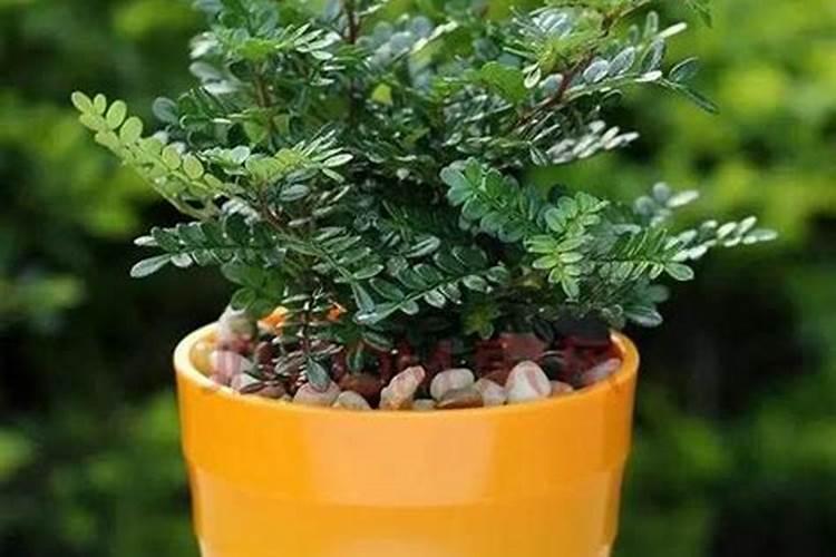 月季烂根能用芸苔素内酯吗