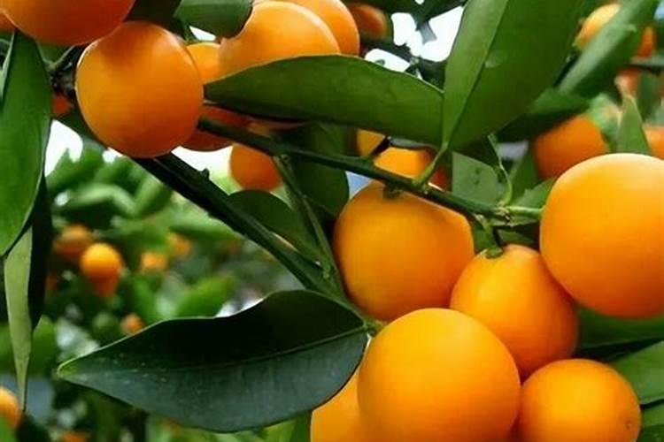 香蕉挂果后施高钾好？还是挂果前施高钾好？