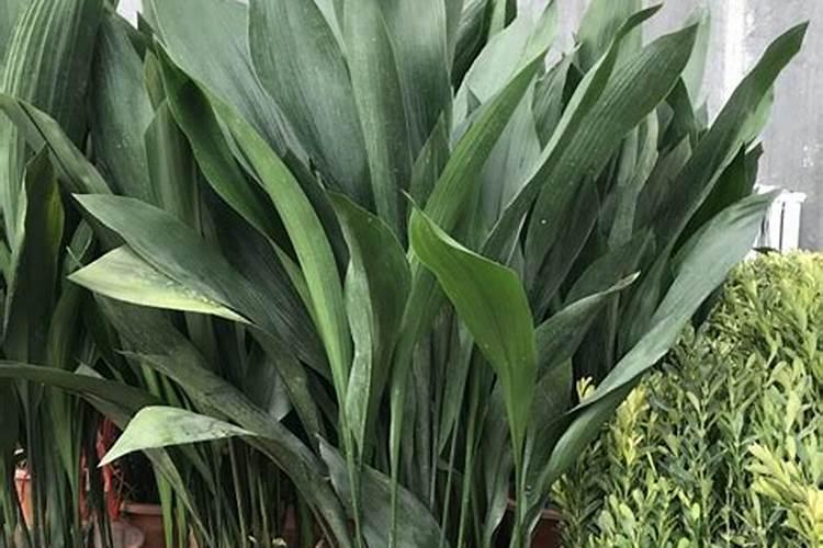 一叶兰施肥用什么肥料最好 四大用肥选择