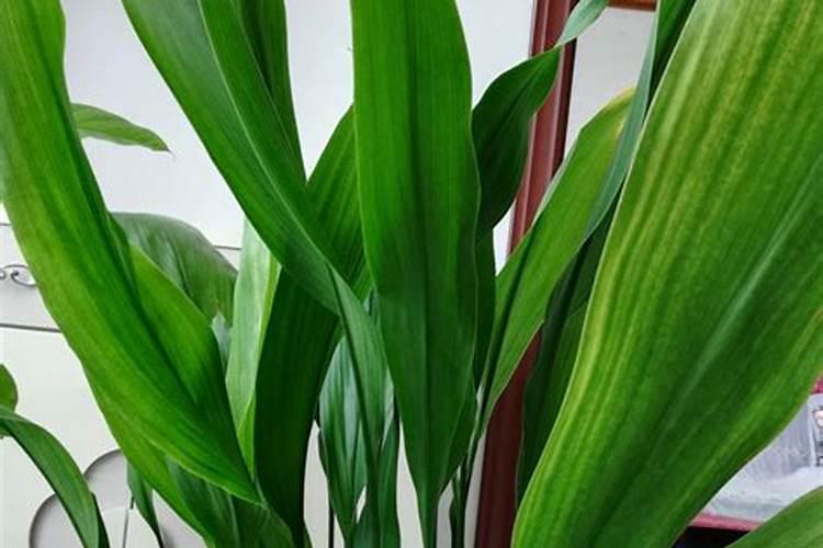 一叶兰施肥用什么肥料最好,四大用肥选择