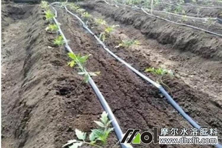 水溶肥用法和用量