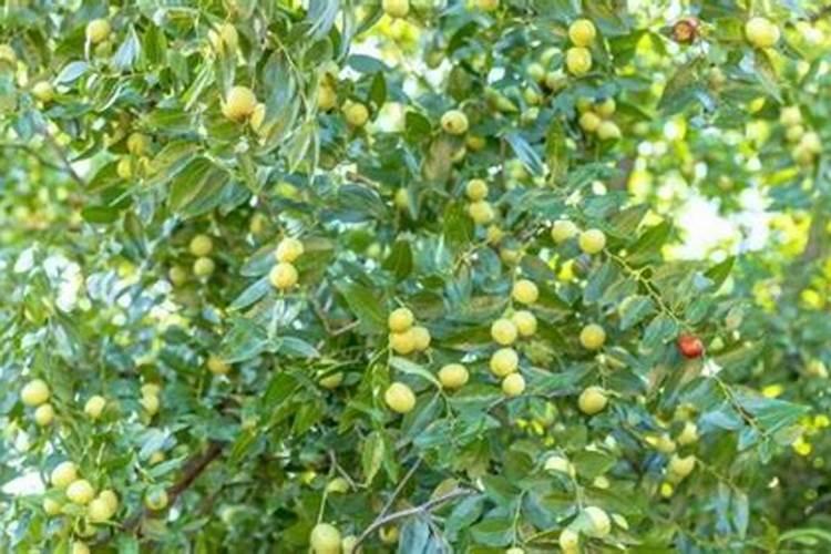 枣树的缩果病是什么症状怎么治