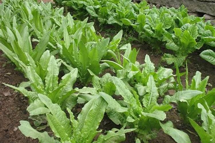 麦的种植是从什么时候开始的 苦麦菜的种植时间