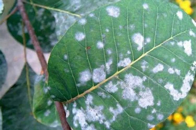 金沂蒙复合肥排名第几