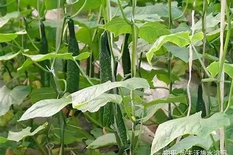 黄瓜几天一浇水几天一施肥
