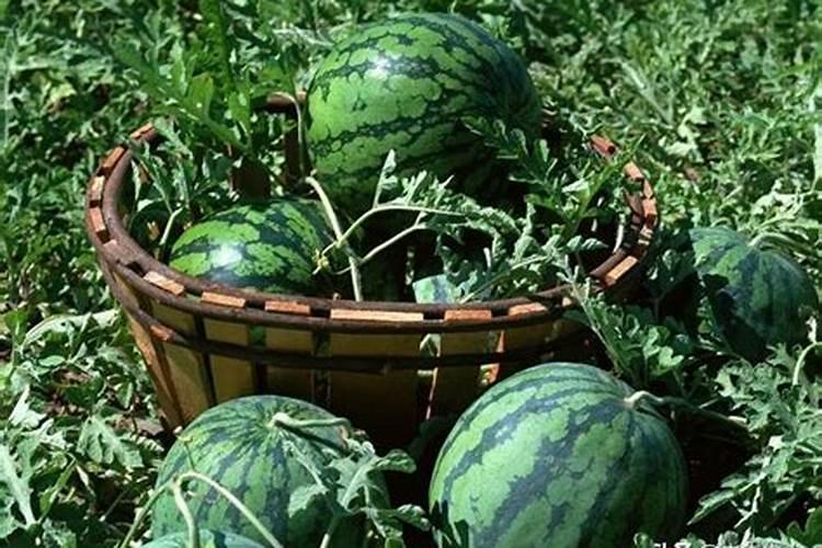 西瓜施肥技巧