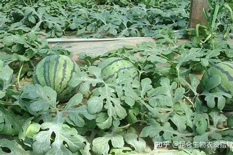 西瓜苗嫁接前可以打叶面肥不