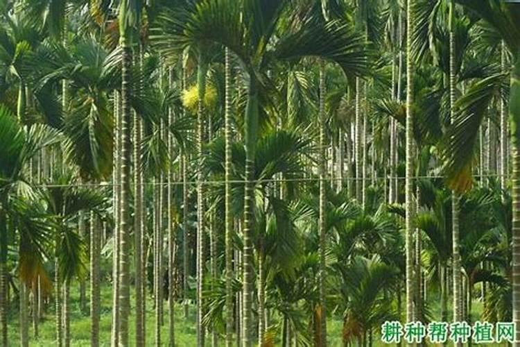 槟榔施什么钾肥才能达到高产 槟榔高产要施什么钾肥
