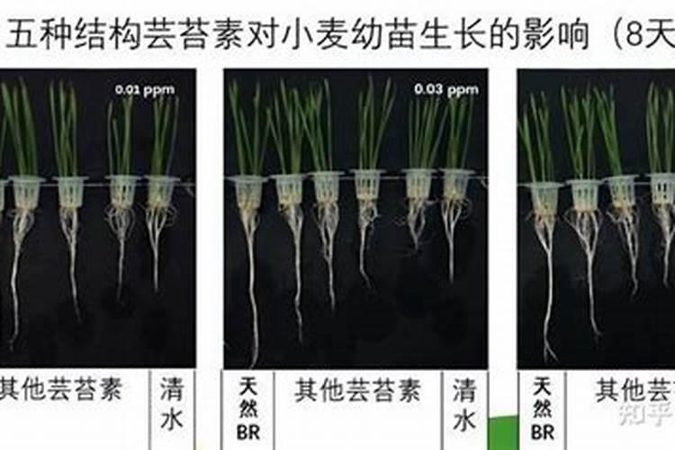 复硝酚钠与芸苔素