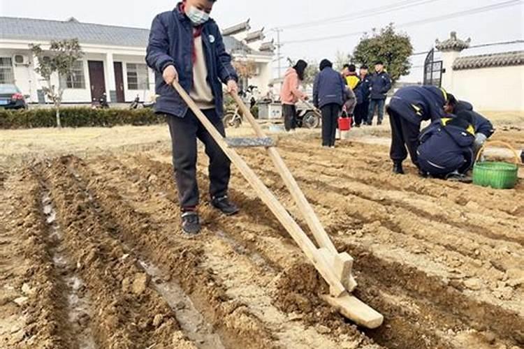 土豆最忌三种肥料