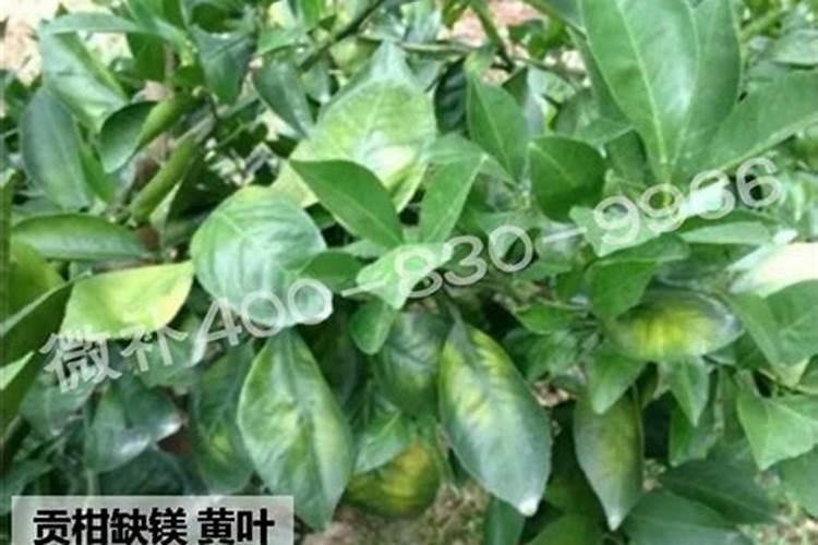 贡菜生长旺盛期会开裂怎回事