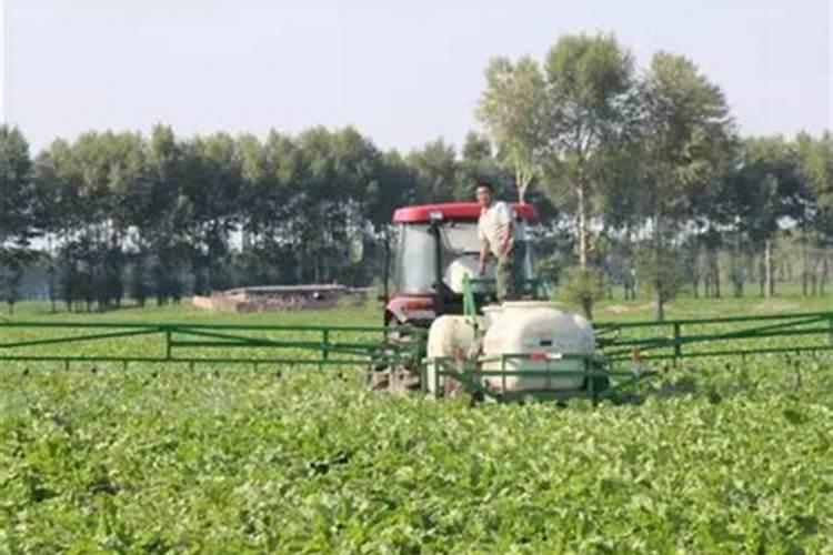 l25蓝莓怎么养粗壮贴吧