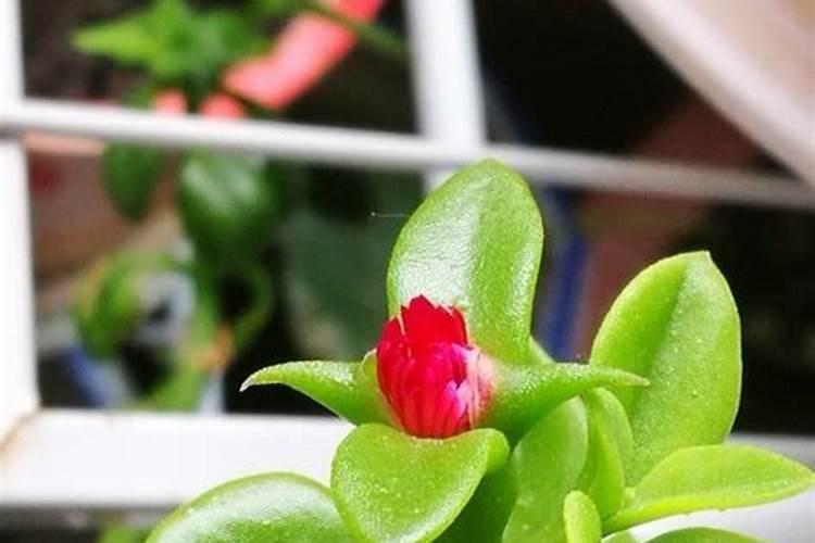 蔷薇不长叶子是为什么