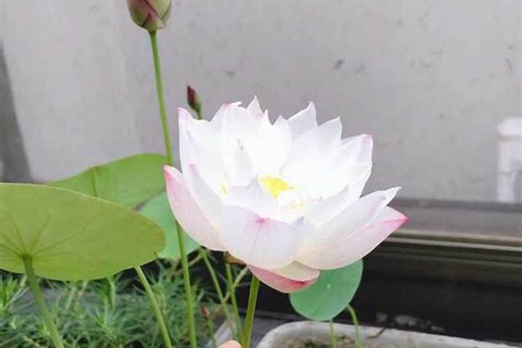 量天尺为什么不开花