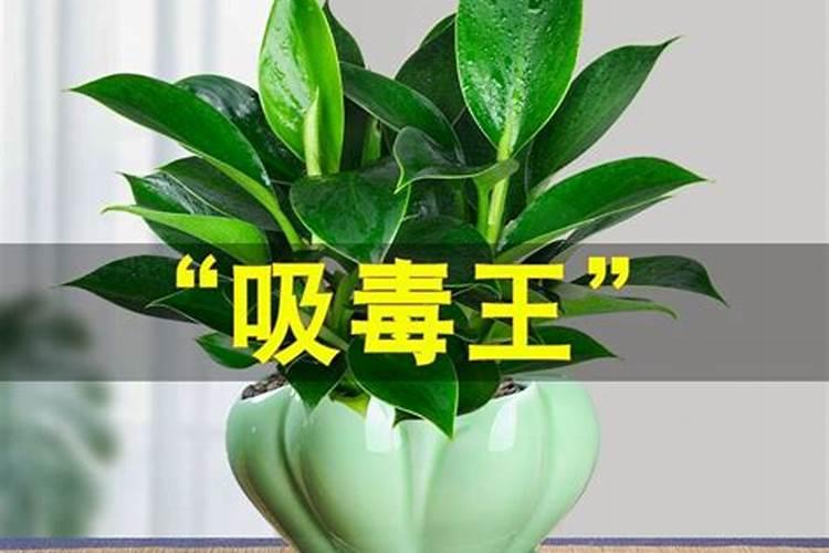 哪些绿植适合氮肥