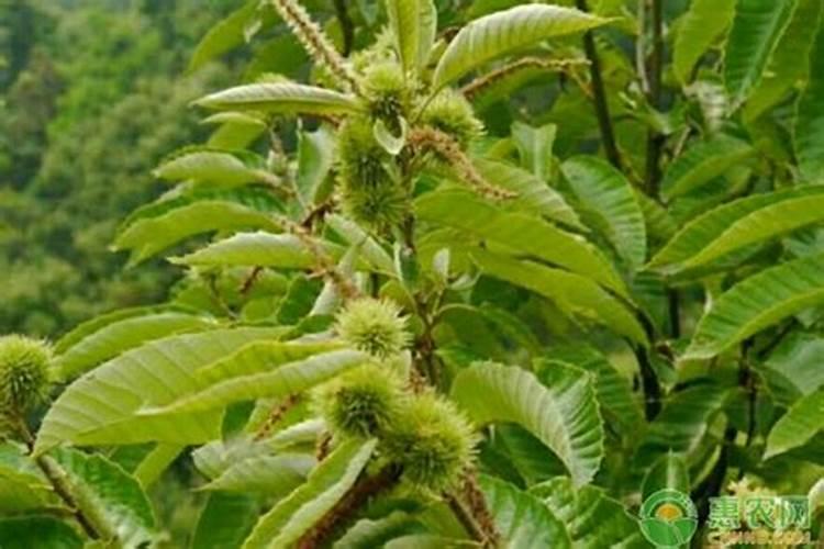 大棚樱桃浇水的正确时间和方法