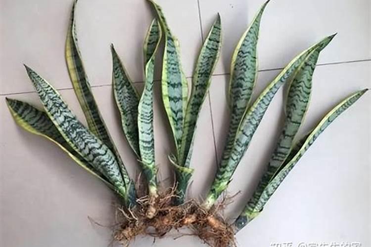 大棚红薯育苗,一亩地能育几万株苗