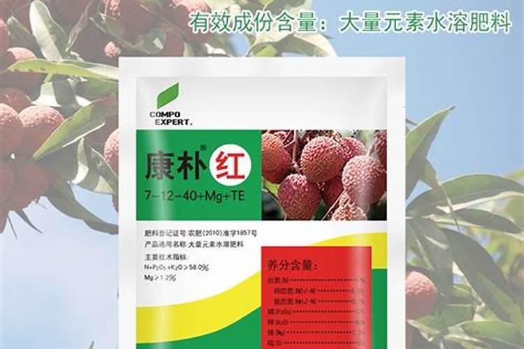 地栽月季花冬天怎么过冬 冬季地栽月季花怎么管理越冬