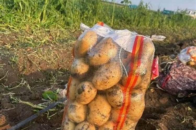 土豆追肥用什么肥料？用了这些肥料土豆养得活才怪