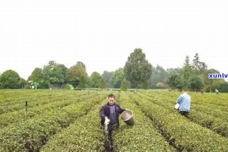 对茶树施基肥具体该怎么做？