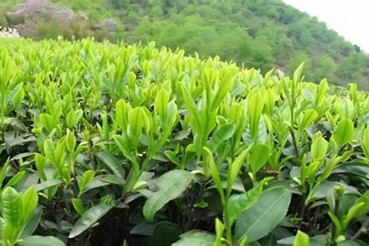茶叶的用肥方法 结合冬季翻土