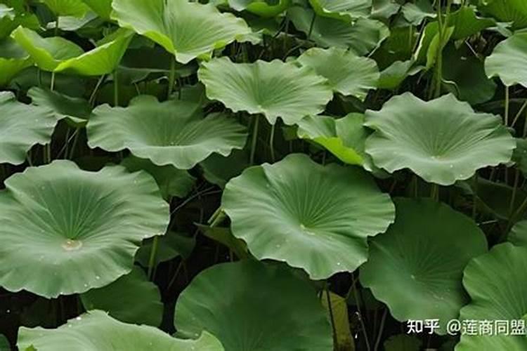 玉米底肥用二铵最佳配方