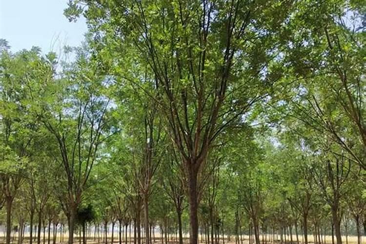 国槐施什么肥最好