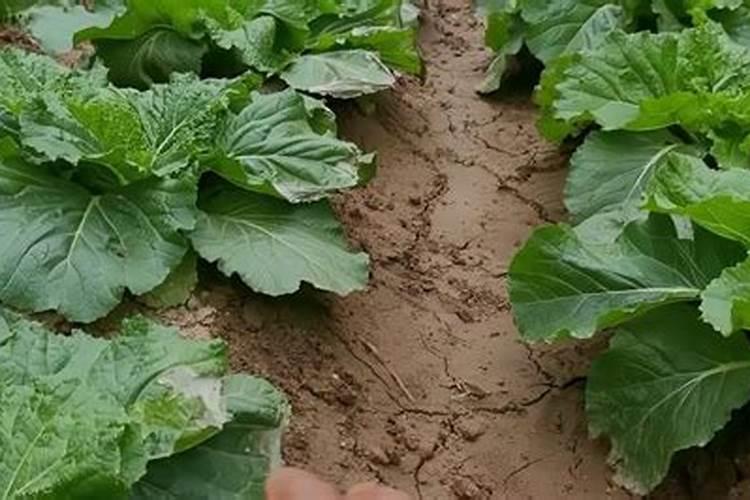 种菜用什么追肥长得快