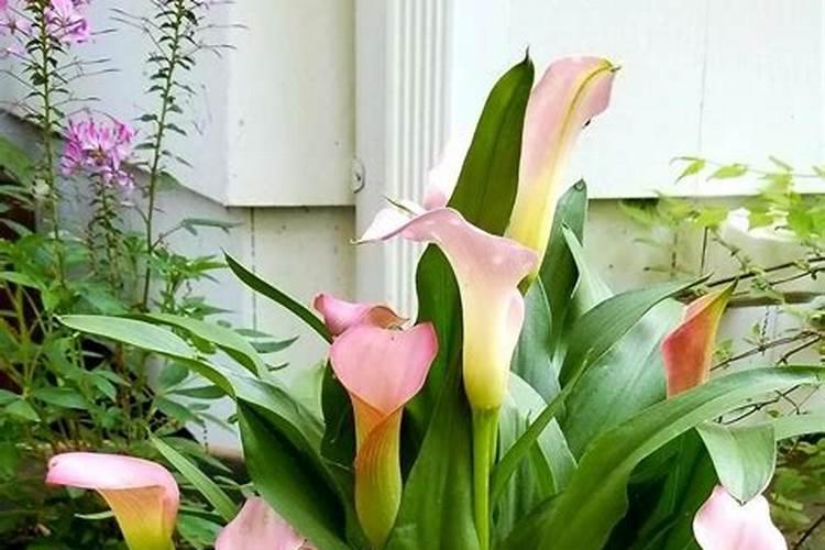 怎样除花上的白色的向虫子一样的东西,