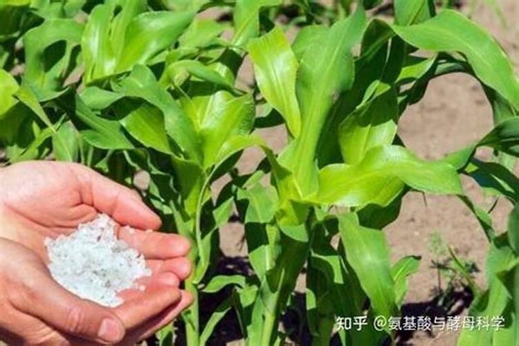 哪些植物需要氮肥